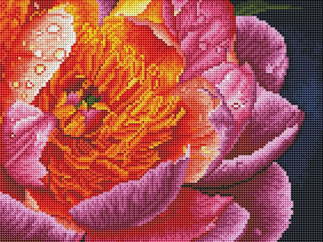 Барвиста півонія (RDBS7005)